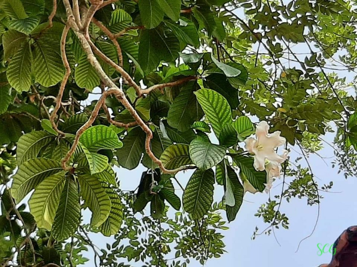 Beaumontia grandiflora Wall.